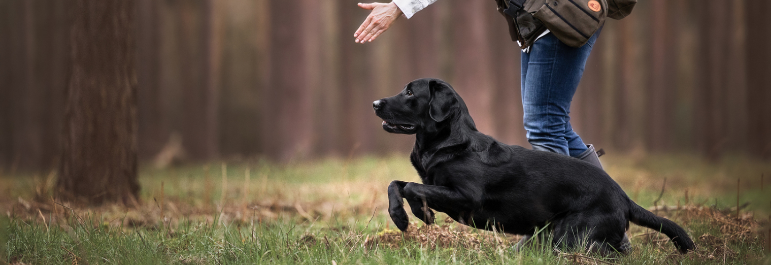 Hundeschule HUNDESACHE SUCHTRAINING NASENARBEIT